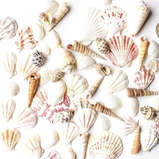 Super Z Outlet Sea Shells Mixed Beach Seashells-Various Sizes up, 50 Seashells