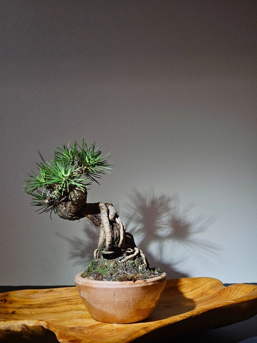 Pine Bonsai Trees for sale | eBay