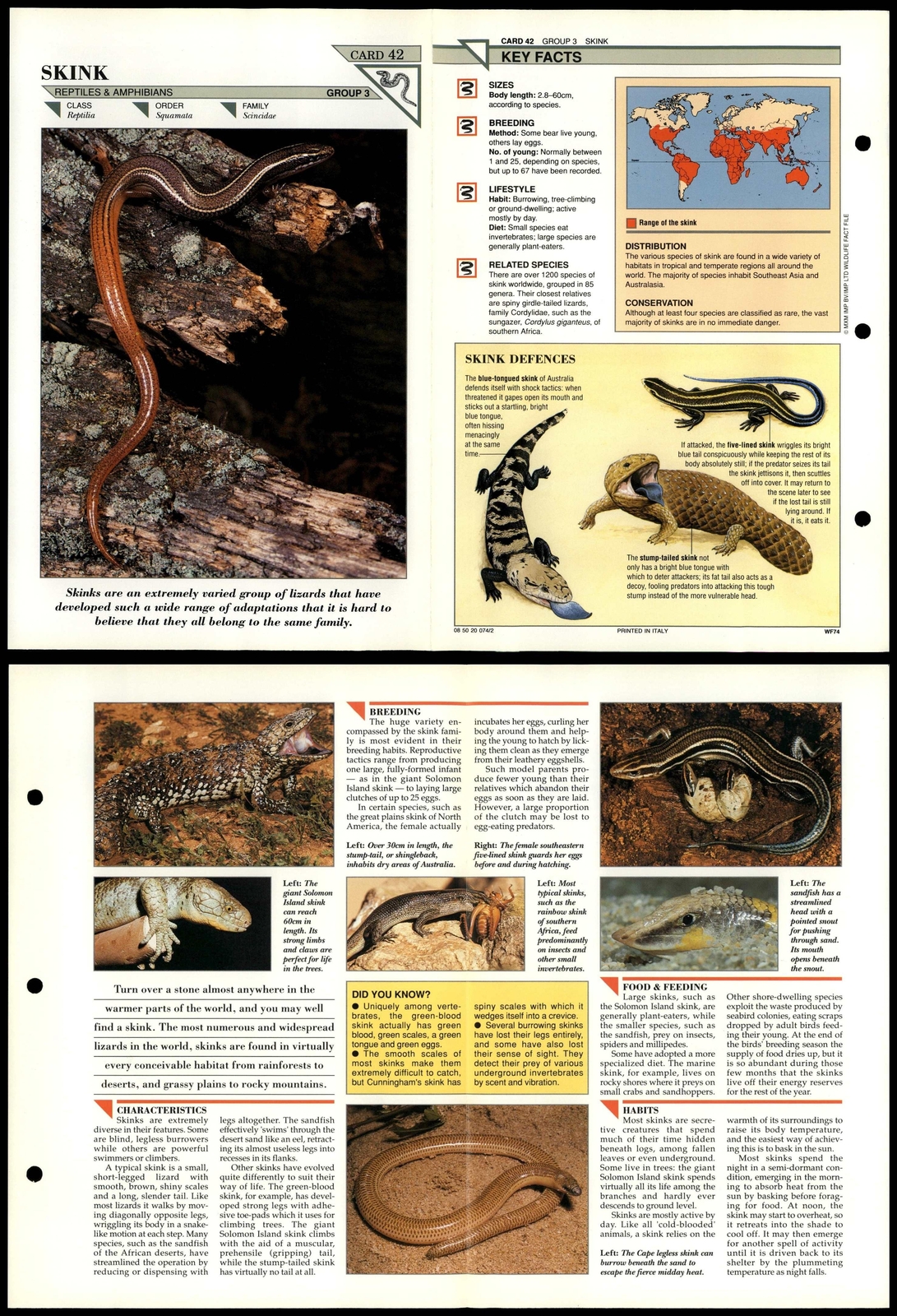 Skink Flash Card.pdf Skink #42 Reptiles Wildlife Fact File Fold-Out Card | eBay
