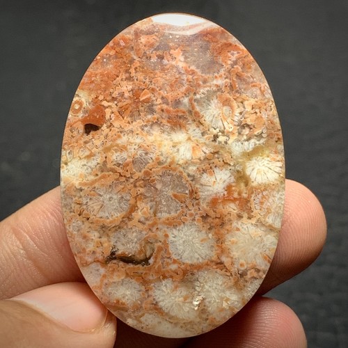 Natural Coral Fossil Cabochon 41x29x8.5mm High Quality 68 ct - Picture 4 of 7