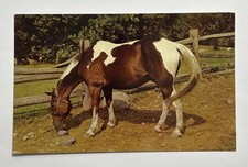 Brown and White Horse with Bridle in Paddock Postcard Unposted