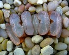 Haworthia Truncata Seedling #3 — photo 3