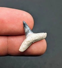Stunner! Gem Blue And White Lemon Shark Tooth From Bone Valley Florida