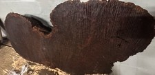 12124 Highly Figured Red Mallee Burl Slice- 40"X 16-18"x 5"