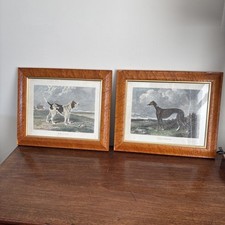 2 X  Vintage Framed Hunting Dog Prints Greyhound "triumph" & Foxhound "Royal"