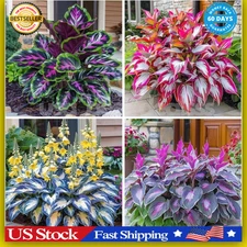 200+ Hosta Seeds for Planting - Perennial Hosta Seeds Outdoor Garden Attract ...