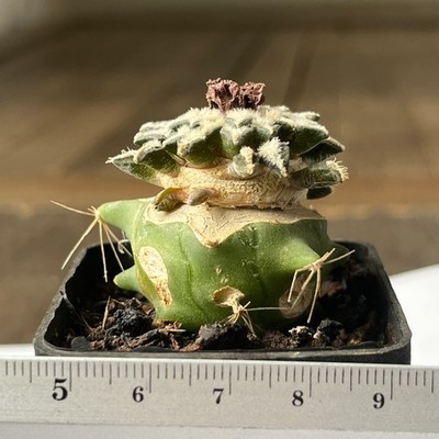 22-1115 Cactus kotschoubeyanus VM526, S Lucio Blanco, Coah, grafted