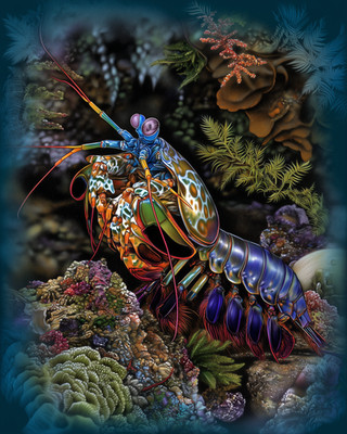 8x10 Mantis Shrimp perched coral - reef scene, eyes, coral texture - 257908974