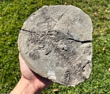 Barasaurus Skeleton Madagascar Fossil Late Permian Reptile Dinosaur Bones RARE