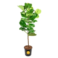 Ficus Lyrata Fiddle Leaf Fig Standard Indoor Plant in 14 In. Grower'S Pot, Avera