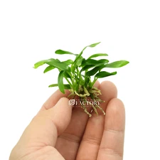 Anubias Minima [Mini Size] | Aquarium Plants Factory®