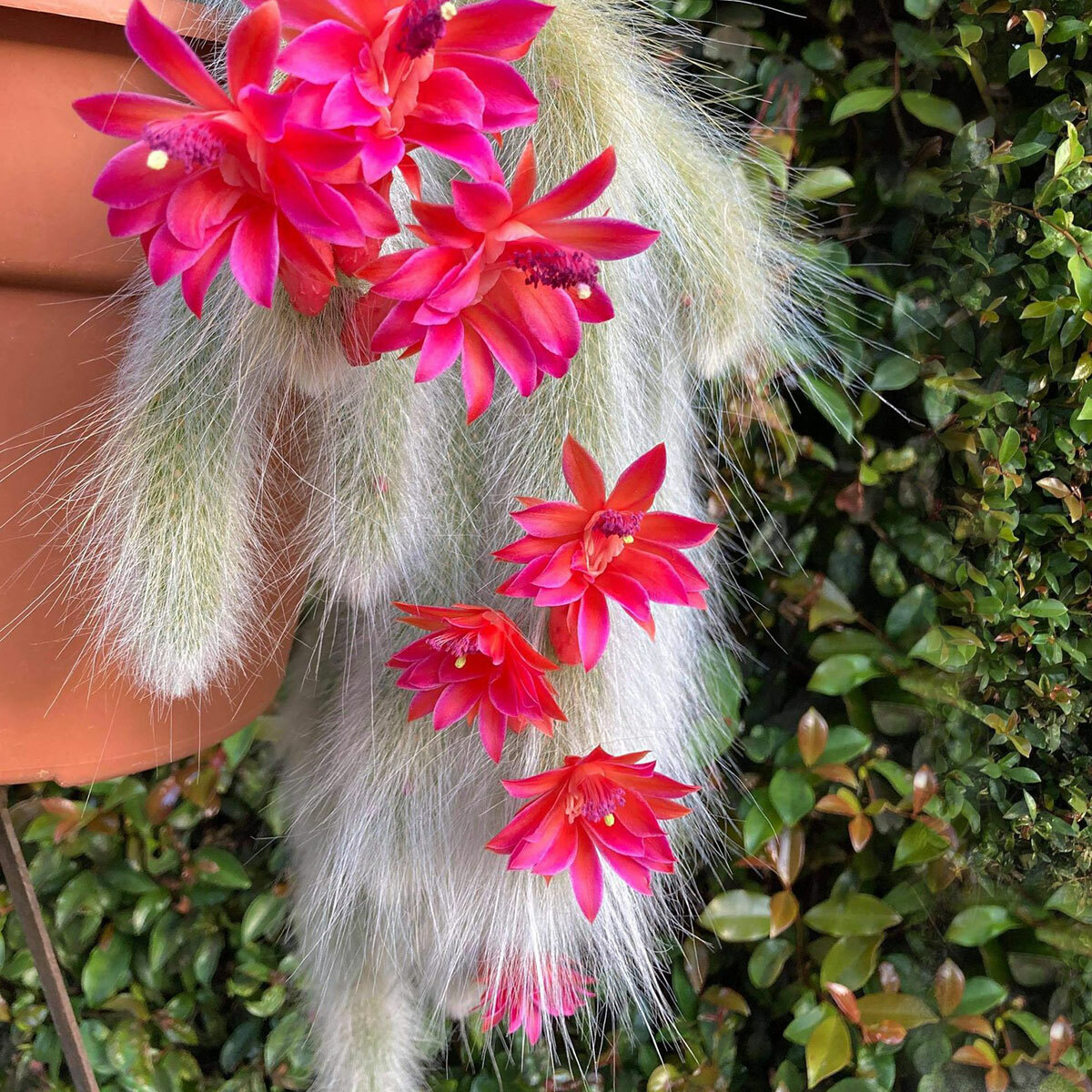 Hildewinteria Colademoninis Monkey tail trailing cactus rooted 4