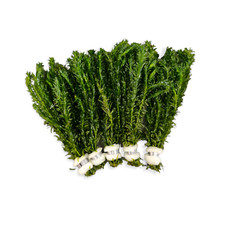 Egeria densa - Paket - 5 Bund Wasserpest Sauerstoffspender Aquarium Pflanze
