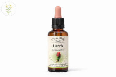Larch - Bach Flower Remedies