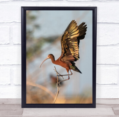 Wildtiere Wild Natur Tier Tiere Vogel Vögel Bokeh braune Flügel Wandbilddruck