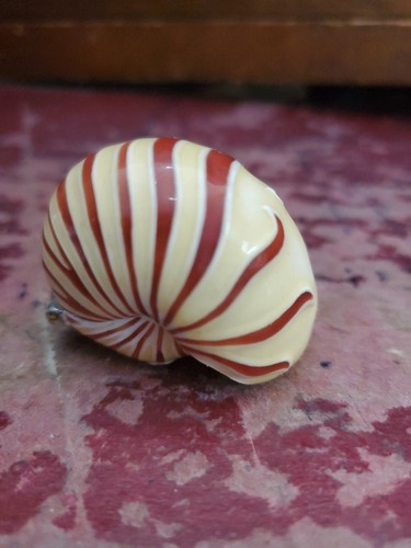 MONET "NAUTILUS SHELL" Collectible Keepsake Trinket Box AG - Picture 3 of 9