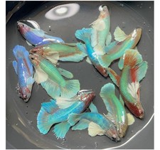 Female Betta Live Fish - X1 Dumbo Blue Turquoise HMPK - Breeding Or Sorority