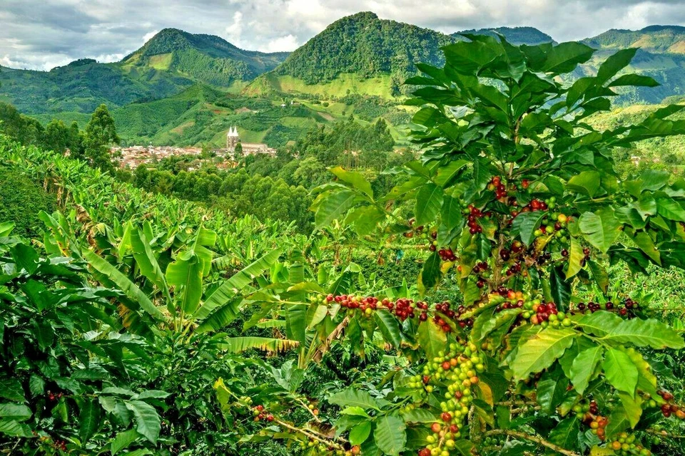 Granos de café verde sin tostar 5 lb, Colombia Supremo Huila cinco libras - Arábica  Foto 3 de 4