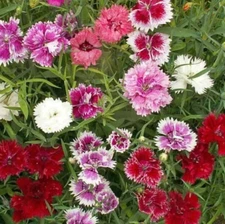 CHINESE PINKS FLOWER SEEDS 300+ annual GARDEN DIANTHUS CHINENSIS FREE SHIPPING