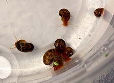 10  1 Leopard Ramshorn Snails Freshwater Clean Up Crew Brown  Gold Translucent