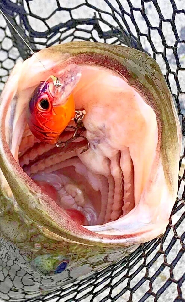 Cebo manivela Duo Realis m65 PLUS regalo GRATIS Foto 2 de 2