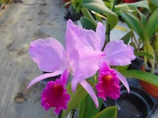 Cattleya trianae 'Sangre de Toro' Bloom size 6" repot LARGE SPECIES A1