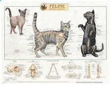 Feline Skeletal Anatomy Wall Chart #92530 Cat 