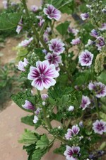 Malva sylvestris   Zebrina seed