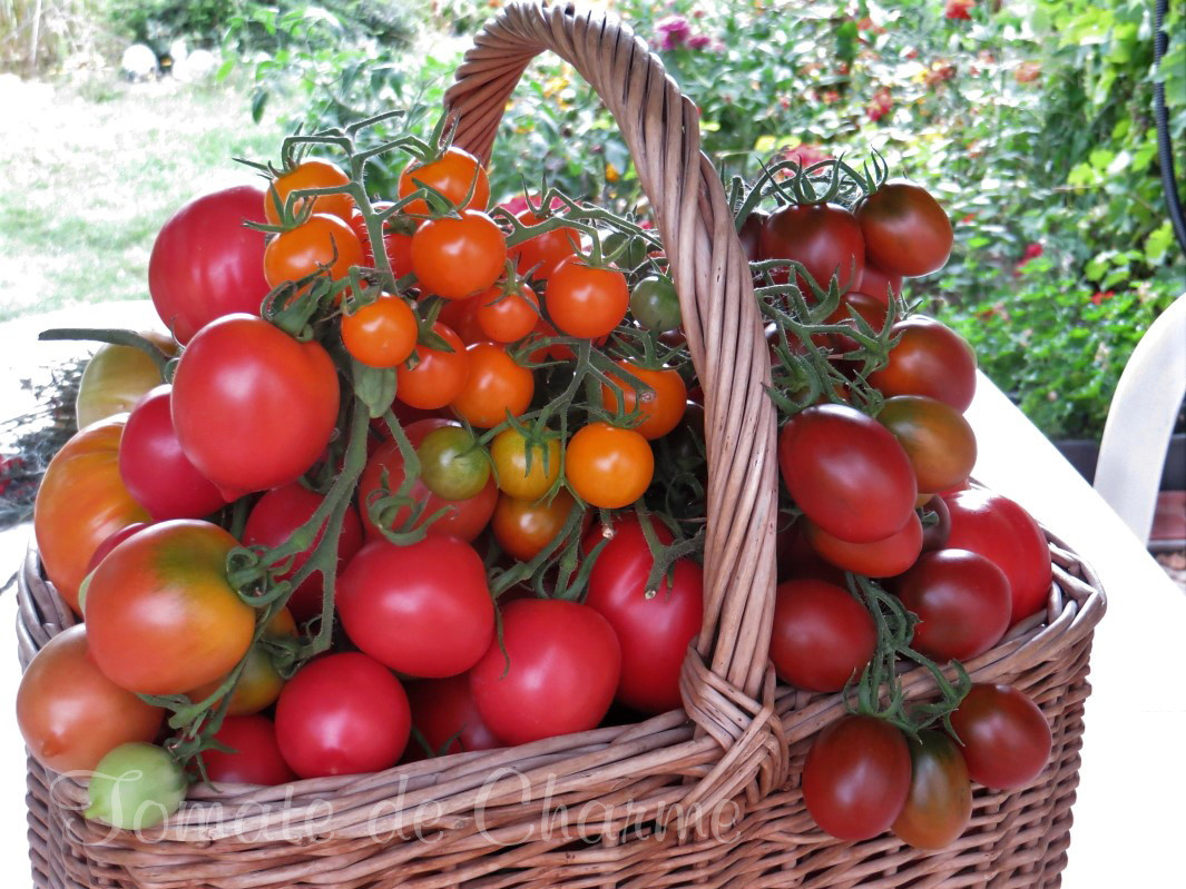 Variétés de tomates rares de collection : pack personnalisé de 50 souches anciennes