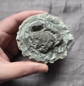 Rare Fossil Pulalius Crab From The Eocene of Washington Arthropod Crustacean 