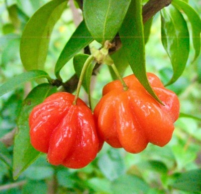 Eugenia uniflora 20-30cm | Surinam cherry | Brazilian cherry - Surinamkirsche |