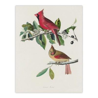 Kardinal Grosschnabel Vogel Audubon Natur Wandkunstdruck Poster