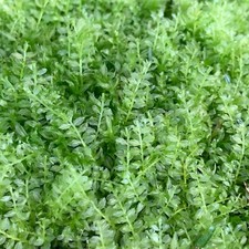 Plagiomnium Moss - Live 4x4" piece Terrestrial Pearl Moss Terrarium / vivarium