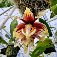 Stanhopea insignis x Stan. tigrina great hybrid  nice well established seedlings