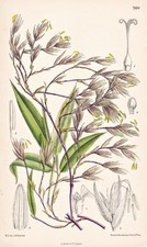 Phyllostachys Nigra China Japan Blume flower botany lithograph Curtis 7994