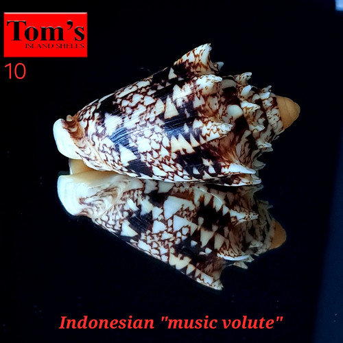 Voluta chrysostoma f. sumbaensis #10 49.5mm GORGEOUS MUSIC VOLUTE from Indonesia