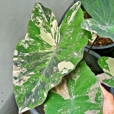 Colocasia Live Bulb Viridian Dust Tuber New Hybrid Free Phytosanitary Certificat
