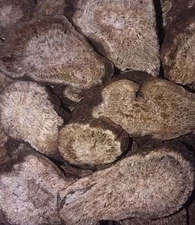 Costus Root - Dried Herb Incense Kuth - Saussurea costus CHOOSE 0.5 - 4 oz