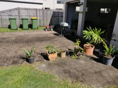Various Plants Plants Gumtree Australia Cairns City Palm - 