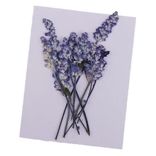 10 Pieces Mixed Size Real Pressed Leaves Flower Embellishments Card Making