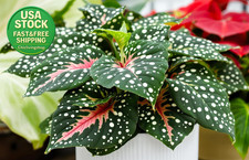 Bombillas de caladio para plantar planta de interior con poca luz 2 unidades únicas coloridas