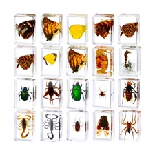 20 Pcs Insect in Resin Bug Preserved Specimen Collection Paperweights Resin I...