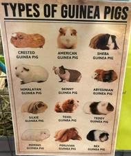 Canvas Print Guinea Pig Art 8 1/2 x 12 Merino Peru Rex Abyss Chart Skinny Photo