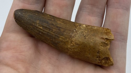 Spinosaurus Tooth dinosaur fossil Before T Rex Cretaceous K864 - Picture 4 of 4