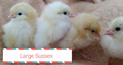 Tashandee Park Pp Chickens For Sale Livestock Gumtree Australia