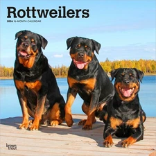 Rottweilers | 2026 12x24" (Hanging) Monthly Square Wall Calendar | Plastic-Free