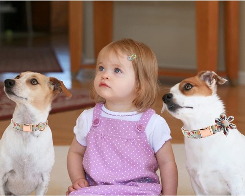Girl Dog Collar for Medium Dogs, with Flower (M:Neck 12.0-18.0”, Width 3/5”) - Picture 4 of 5