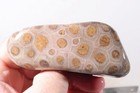 Petoskey Stone Fossil Coral Lapidary  7.5 oz. windowed rough lot P2 — photo 8