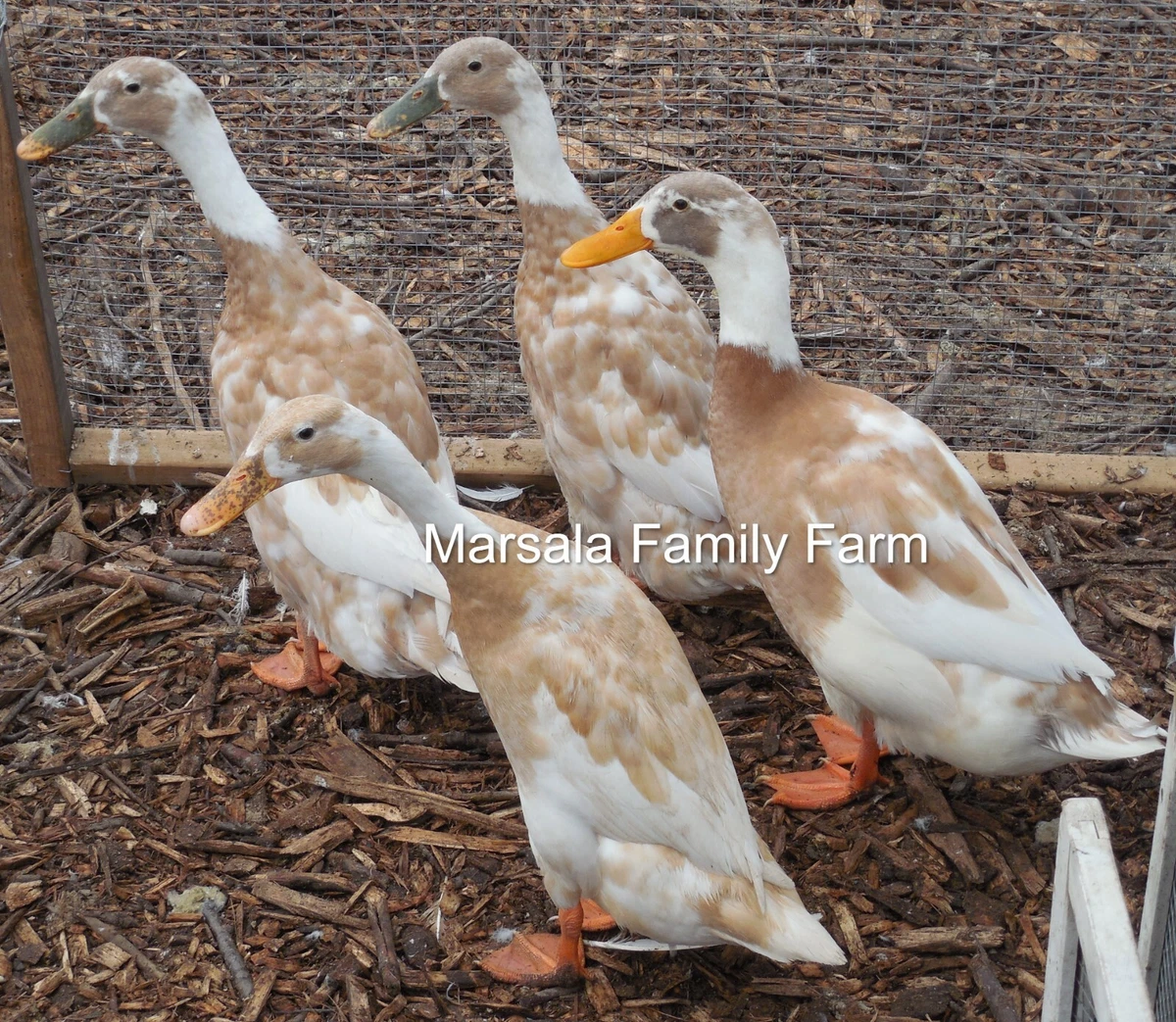 Indian Runner Duck Eggs