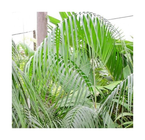10x Dypsis onilahensis Onilahy Palme Garten Pflanzen - Samen ID398 - Picture 1 of 9